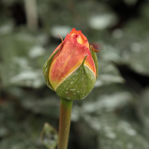 Rosa  Scented Memory™ - žlutá - Stromkové růže s květmi čajohybridů - stromková růže s rovnými stonky v koruně